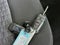 Ford Ranger XLT 2026